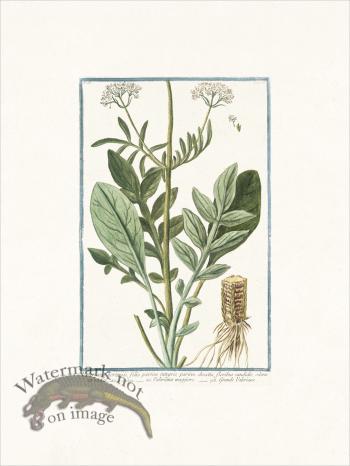 Bonelli 116 Grand Valeriane